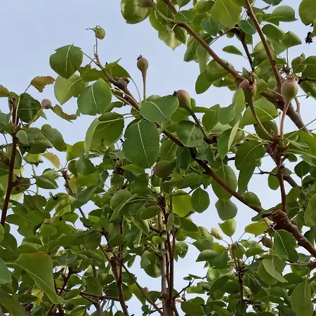 - Family Comfort With Large Garden, Jacuzzi Vila *