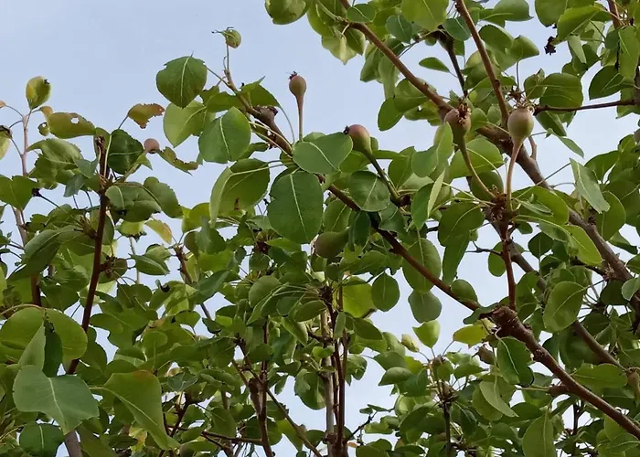 - Family Comfort With Large Garden, Jacuzzi Vila *